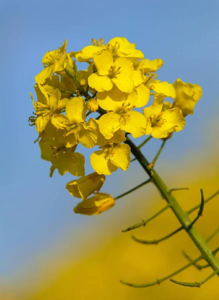 Detail Kvetoucího Řepkového Kanálu Nebo Řepkového Pole Latině Brassica Napus — Stock fotografie