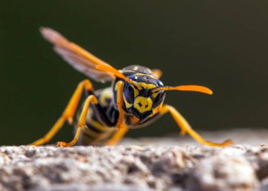Latin Vespula vulgaris 'li eşek arısı ya da Alman yaban arısı ceketi