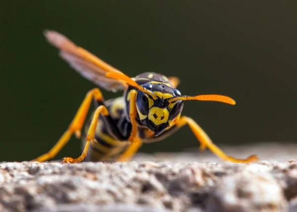 ワスプまたはドイツ語ヨーロッパワスプイエロージャケットでラテン語Vespula Valgaris — ストック写真