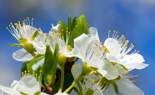 Vista Fiore Bianco Prugna Greengage Sfondo Cielo Blu — Foto Stock