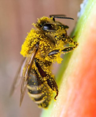 Latin Apis Mellifera, Avrupai ya da batı bal arısı
