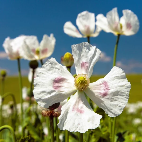 Çiçek Açan Afyon Haşhaş Papaver Somniferum Beyaz Renkli Gelincik Çiçeği — Stok fotoğraf