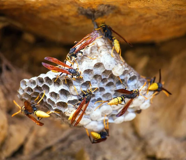 Vue Sur Les Guêpes Sur Peigne Les Insectes Sauvages Recueillent — Photo