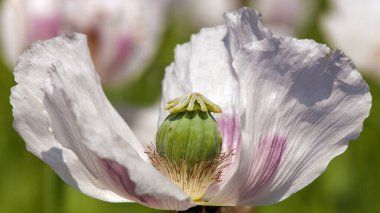 Çiçek açan afyon haşhaş papaver somniferum, beyaz renkli gelincik çiçeği Çek Cumhuriyeti 'nde yetişir.