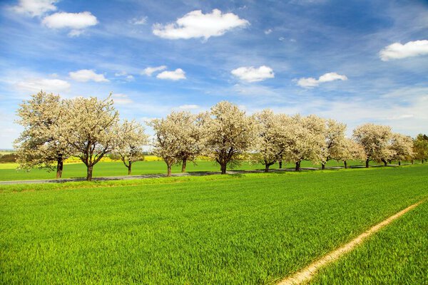 road, field and alley of flowering cherry trees in latin Prunus cerasus with beautiful sky. White colored flowering cherrytree 