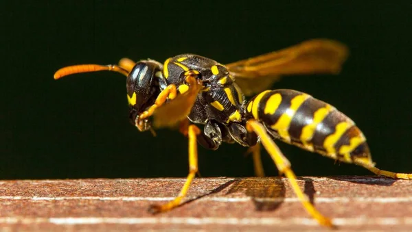 Оса Немецкая Европейская Оса Желтая Куртка Латинском Языке Vespula Vulgaris — стоковое фото