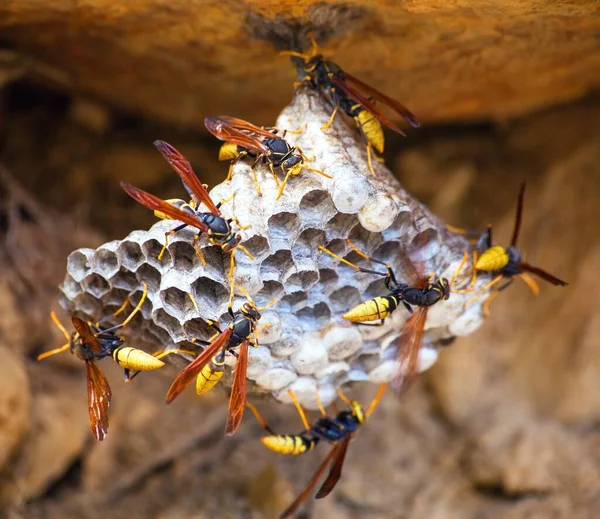 Vue Sur Les Guêpes Sur Peigne Les Insectes Sauvages Recueillent — Photo