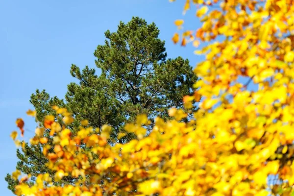View Autumnal Treetop Green Yellow Colored Tree — Stock Photo, Image