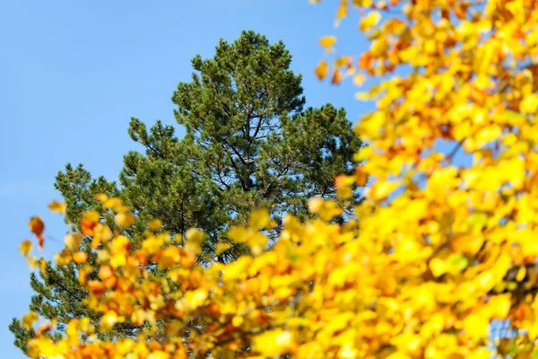 Vista Del Árbol Otoñal Color Verde Amarillo —  Fotos de Stock