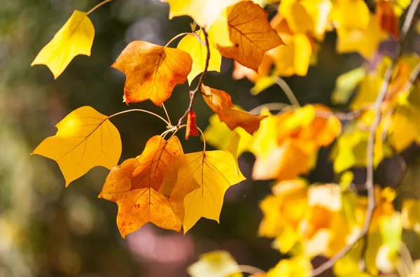 Detail Beautiful Autumnal Yellow Colored Leaves — Stock Photo, Image