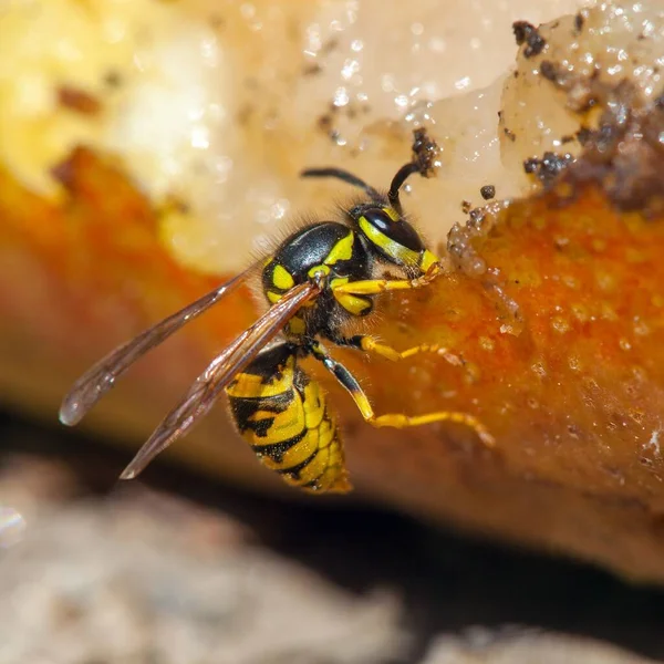 Wasp German European Wasp Yellowjacket Latin Vespula Vulgaris — Stock Photo, Image