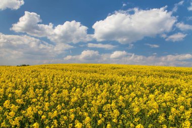 Latin Brassica Napus 'taki kolza tarlası gökyüzünde güzel bulutlar, yeşil enerji ve petrol endüstrisi için kolza tohumu, ilkbahar altın çiçek tarlası