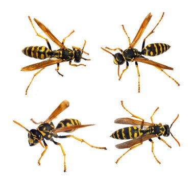 Latin Vespula germanica 'da beyaz arka planda izole edilmiş dört Avrupa eşekarısı veya Alman sarı ceketi. 
