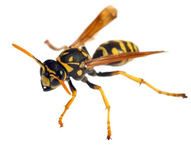 Latin Vespula germanica 'da beyaz arka planda izole edilmiş Avrupa eşekarısı veya Alman sarı ceketi