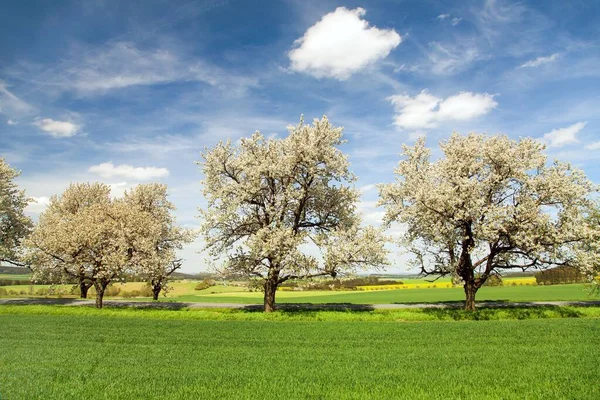 在美丽的天空下 美丽的白羊座 开着樱桃树的路 田野和小巷 白花樱桃树 — 图库照片