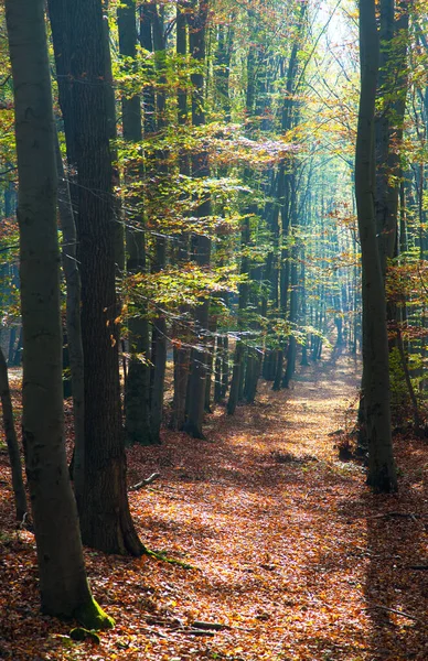 Sonbahar Ormanı Manzarası Yaprak Döken Kayın Ağaçları Chriby Çek Cumhuriyeti — Stok fotoğraf