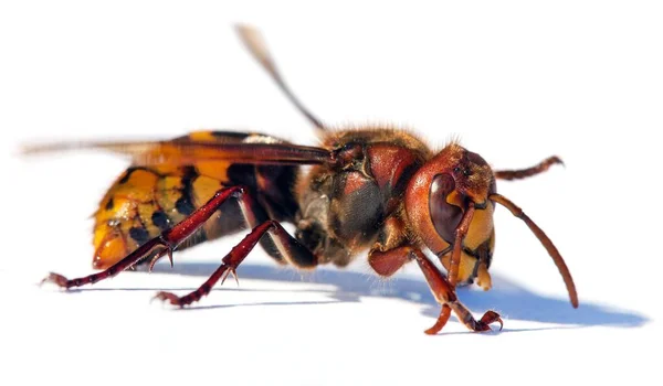 欧洲大黄蜂在白背景下被分离出来的丝瓜蟹的详细情况 — 图库照片