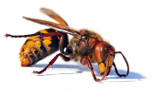 Detalle Avispón Europeo Latín Vespa Crabro Aislado Sobre Fondo Blanco —  Fotos de Stock