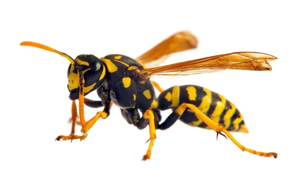 Latin Vespula Germanica Beyaz Arka Planda Izole Edilmiş Avrupa Eşekarısı — Stok fotoğraf