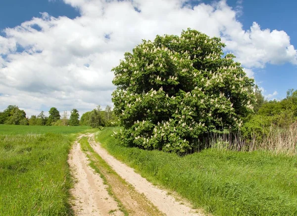 Rural Road Horse Chestnut Tree Latin Aesculus Hippocastanum Flowering Plant — Stock Photo, Image