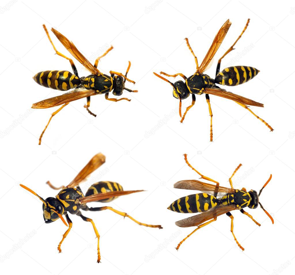 Set of  four European wasp German wasp or German yellowjacket isolateed on white background in latin Vespula germanica 