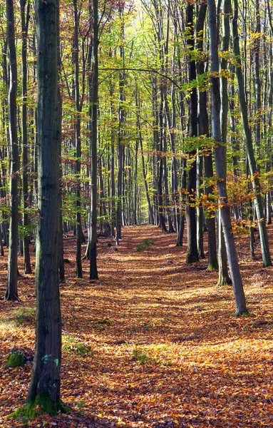 Veduta Della Foresta Autunnale Faggi Decidui Chriby Repubblica Ceca — Foto Stock