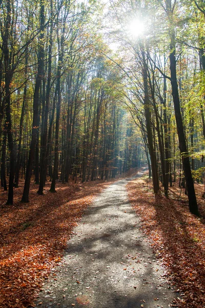 Camino Forestal Otoño Bosque Haya Caducifolio Chriby República Checa —  Fotos de Stock