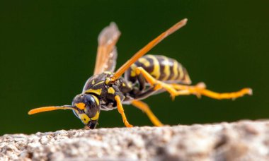 Latin Vespula vulgaris 'li eşek arısı ya da Alman yaban arısı ceketi