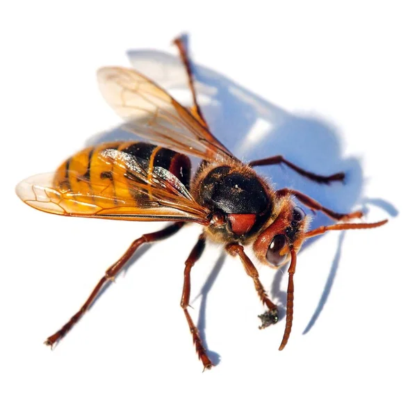 Detail Der Europäischen Hornisse Lateinisch Vespa Crabro Isoliert Auf Weißem — Stockfoto