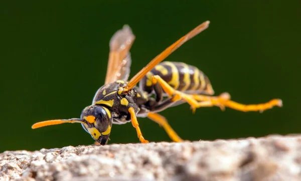 Guêpe Veste Guêpe Européenne Allemande Latin Vespula Vulgaris — Photo