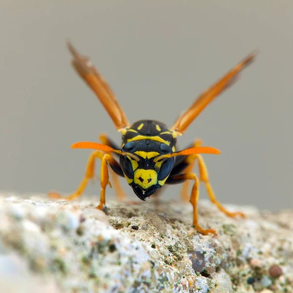 Оса Немецкая Европейская Оса Желтая Куртка Латинском Языке Vespula Vulgaris — стоковое фото