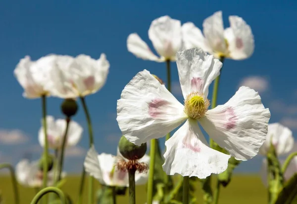 Çiçek Açan Afyon Haşhaş Papaver Somniferum Beyaz Renkli Gelincik Çiçeği — Stok fotoğraf