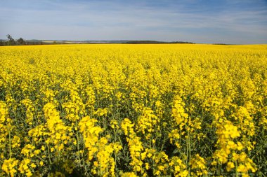 Latin Brassica Napus 'taki kolza tarlası, kanola ya da kanola, tecavüz tohumu yeşil enerji ve yeşil sanayi için bitkidir. 