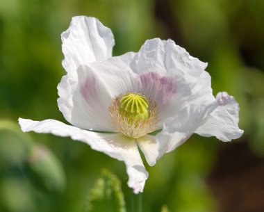 Çiçek açan afyon haşhaş papaver somniferum, beyaz renkli gelincik çiçeği Çek Cumhuriyeti 'nde yetişir.
