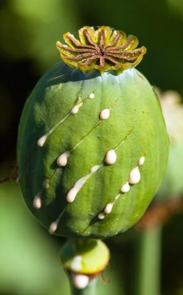 Нарезанное Маковое Семя Опиума Детали Опийного Мака Латинском Папавере Somniferum — стоковое фото