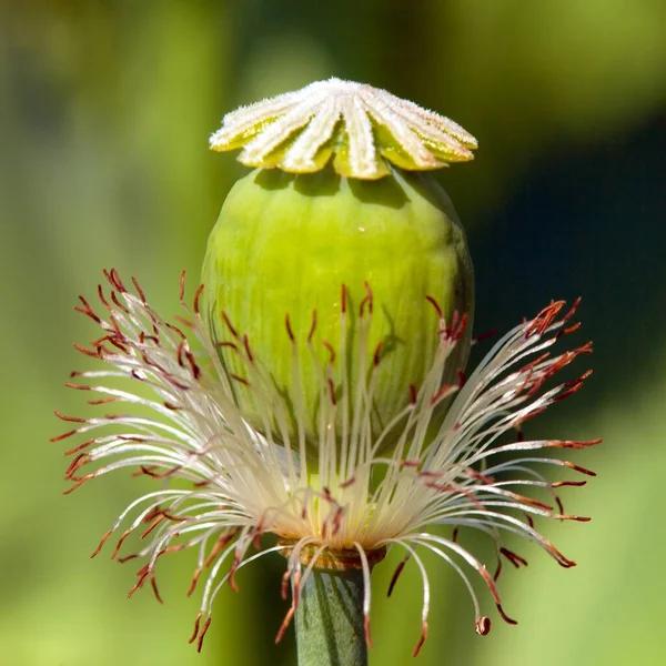 Деталь Цветущего Опийного Мака Papaver Somniferum — стоковое фото