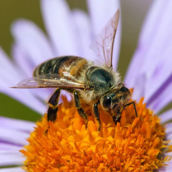 자줏빛이나 푸른색 꿀벌의 묘사는 라틴어 아피스 로페아 서부의 — 스톡 사진