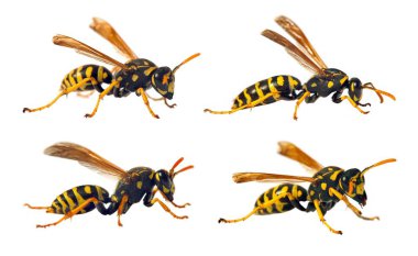 Latin Vespula germanica 'da beyaz arka planda izole edilmiş dört Avrupa eşekarısı veya Alman sarı ceketi. 