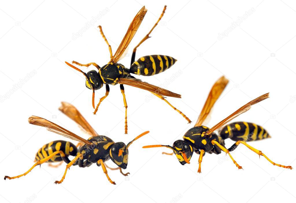 Set of  three European wasp German wasp or German yellow jacket isolated on white background in latin Vespula germanica 