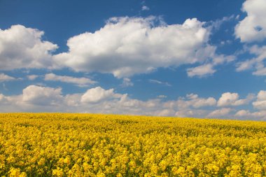 Latin Brassica Napus 'taki kolza tarlası gökyüzünde güzel bulutlar, yeşil enerji ve petrol endüstrisi için kolza tohumu, ilkbahar altın çiçek tarlası