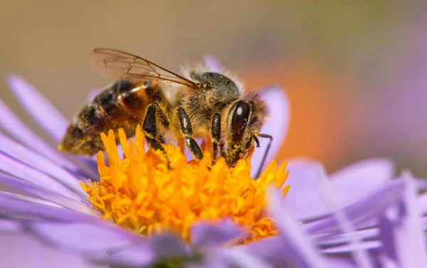 Détail Abeille Abeille Latin Apis Mellifera Abeille Européenne Occidentale Assise — Photo