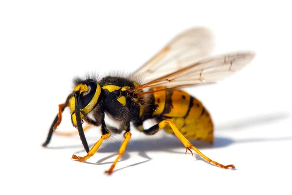 Europäische Wespe Deutsche Wespe Oder Deutsche Gelbjacke Isoliert Auf Weißem — Stockfoto