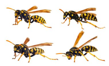 Latin Vespula germanica 'da beyaz arka planda izole edilmiş dört Avrupa eşekarısı veya Alman sarı ceketi. 