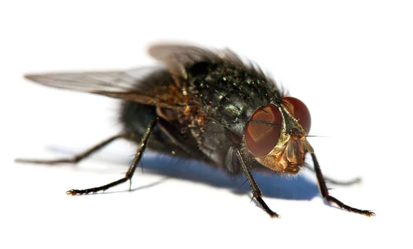 Vlieg Met Rode Ogen Close Van Vlieg Isolatet Witte Achtergrond — Stockfoto