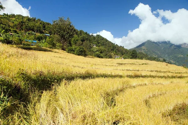 Золотой Террасой Рис Рисовые Поля Горах Гималаев Непала — стоковое фото