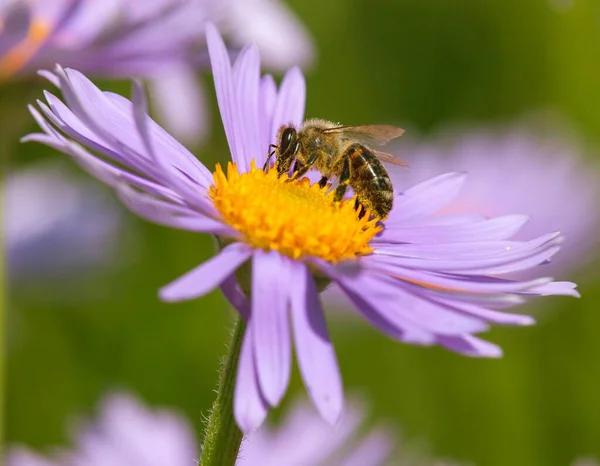 Detail Der Biene Oder Honigbiene Lateinischer Sprache Apis Mellifera Europäische — Stockfoto