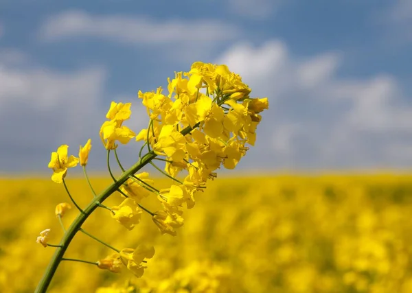 Деталі Квітучих Жадібних Гвалтувань Канола Або Поле Кользи Латині Brassica — стокове фото