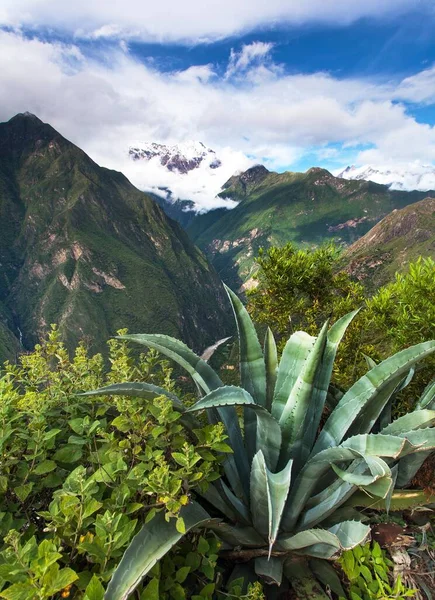 Andes mountains and agave, Apurimac river valley view from Choquequirao trekking trail, Cuzco area, Machu Picchu area, Peruvian Andes
