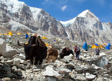 Everest ana kampında yaklar ve çadırlar. Nepal Himalayaları Dağları