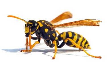 Latin Vespula germanica 'da beyaz arka planda izole edilmiş Avrupa eşekarısı veya Alman sarı ceketi